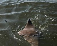 295241427 727516355091444 n