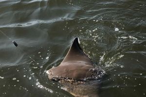 295241427 727516355091444 n